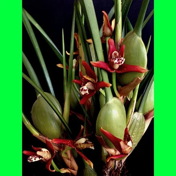 Orchid_Plant_(Hybrid,_Pack_of_1)