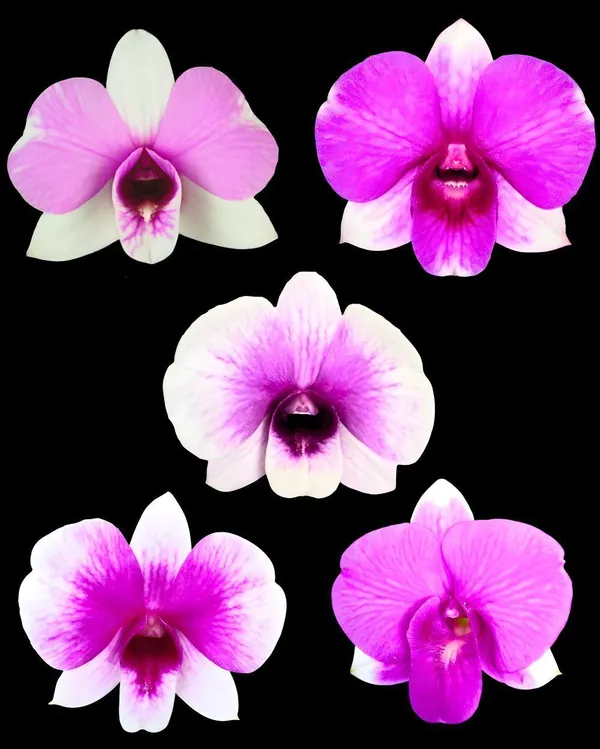 Lily_Plant_(Hybrid,_Pack_of_1)