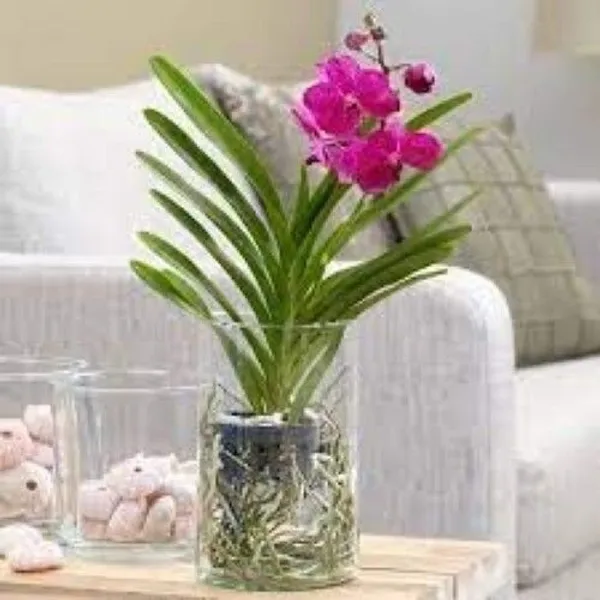 Lily_Plant_(Hybrid,_Pack_of_1)