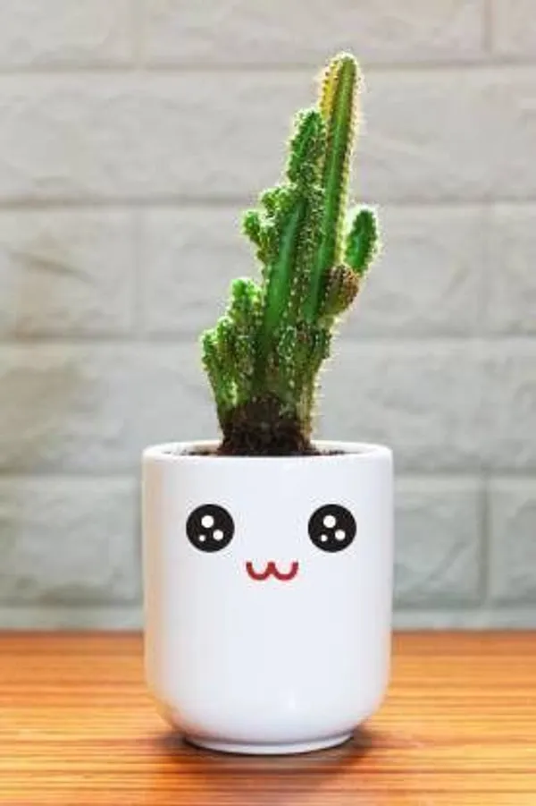 Moon_Cactus_Plant_(Hybrid,_Pack_of_1)
