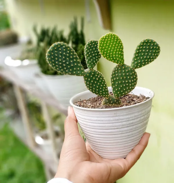 Moon_Cactus_Plant_(Hybrid,_Pack_of_1)