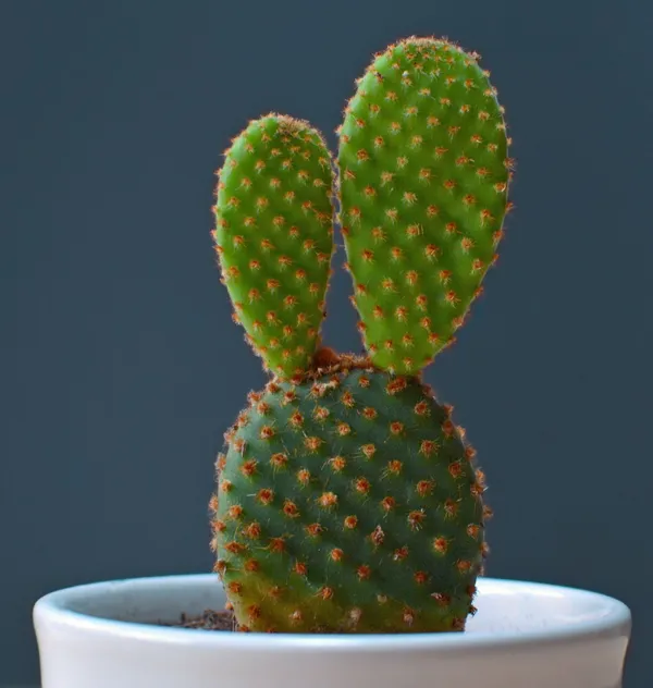 Moon_Cactus_Plant_(Hybrid,_Pack_of_1)
