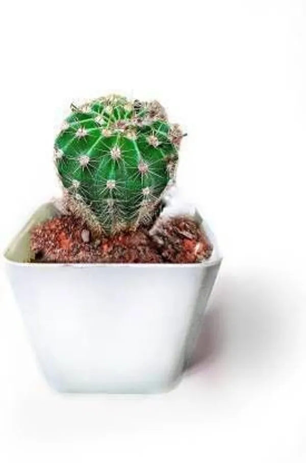 Moon_Cactus_Plant_(Hybrid,_Pack_of_1)
