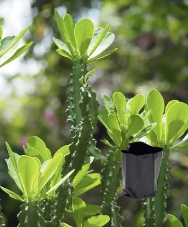 Moon_Cactus_Plant_(Hybrid,_Pack_of_1)