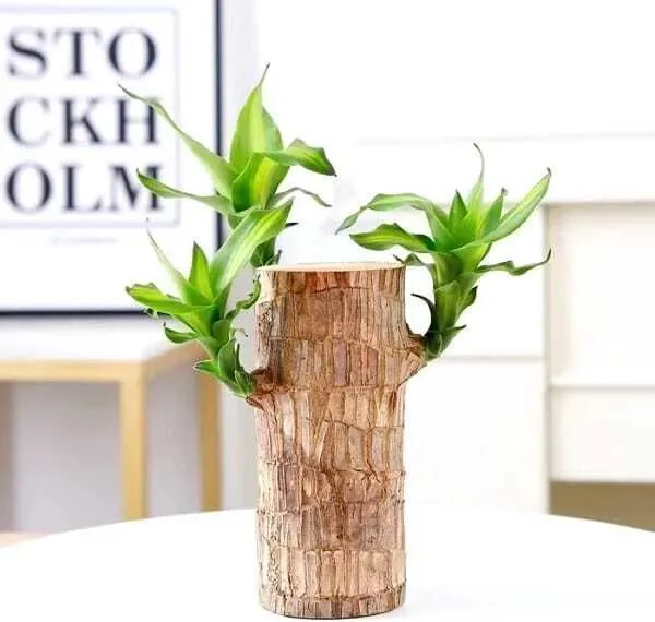Mini_Brazalian_wood_(Hybrid,_Pack_of_1)