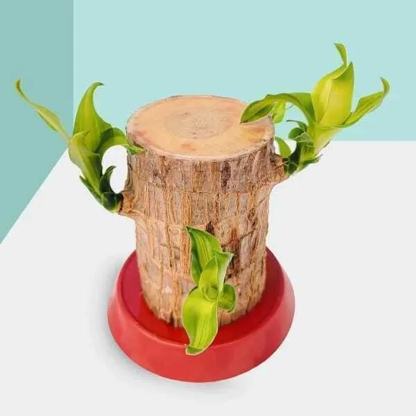 Mini_Brazalian_wood_(Hybrid,_Pack_of_1)