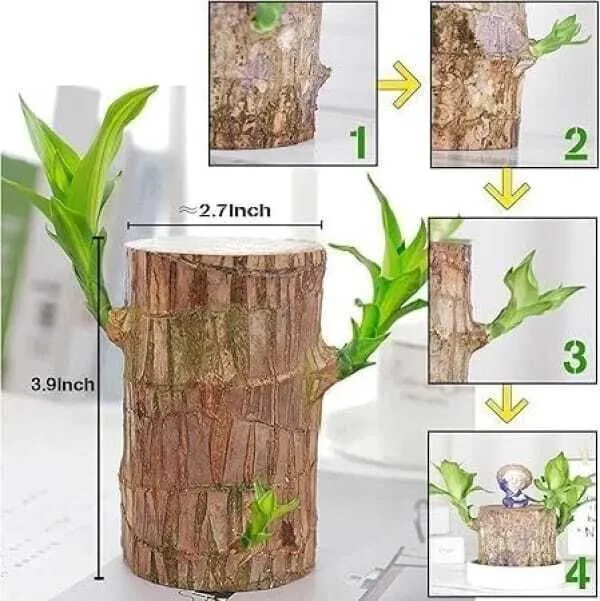 Mini_Brazalian_wood_(Hybrid,_Pack_of_1)