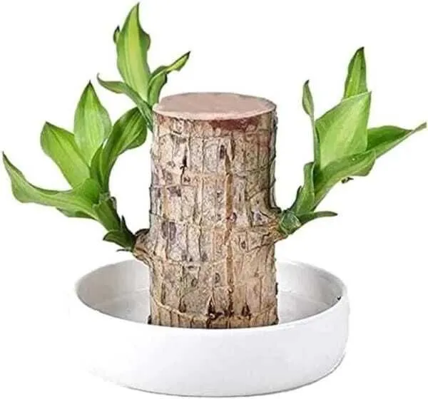 Mini_Brazalian_wood_(Hybrid,_Pack_of_1)