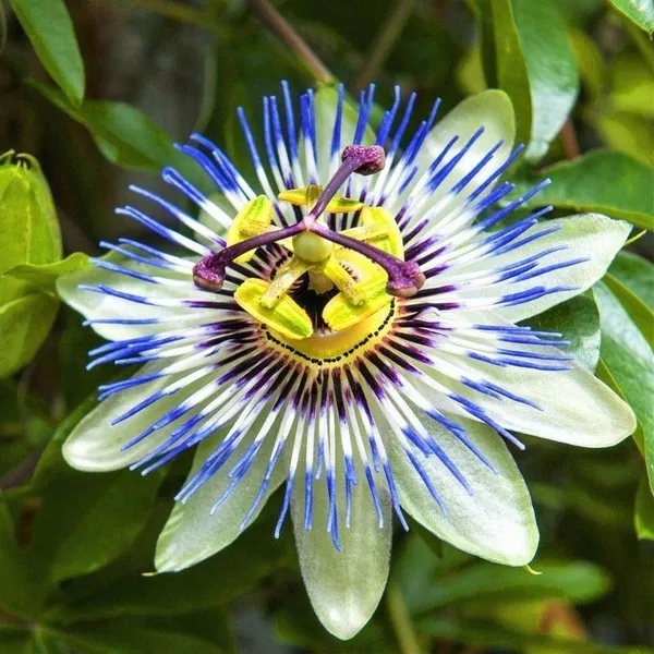 Passion_Plant_(Hybrid,_Pack_of_1)