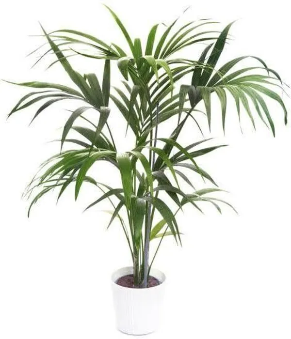 Chamaedorea_Plant_(Hybrid,_Pack_of_1)
