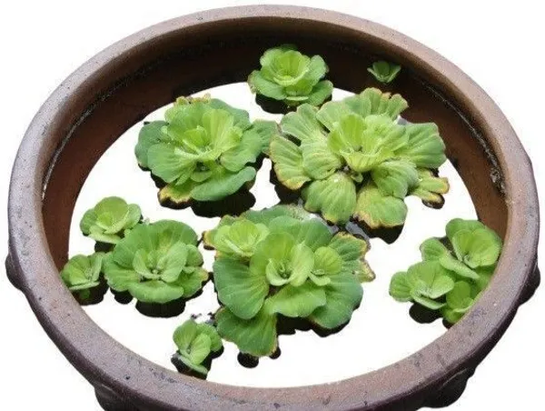 Water_Cabbage_Plant_(Hybrid,_Pack_of_1)