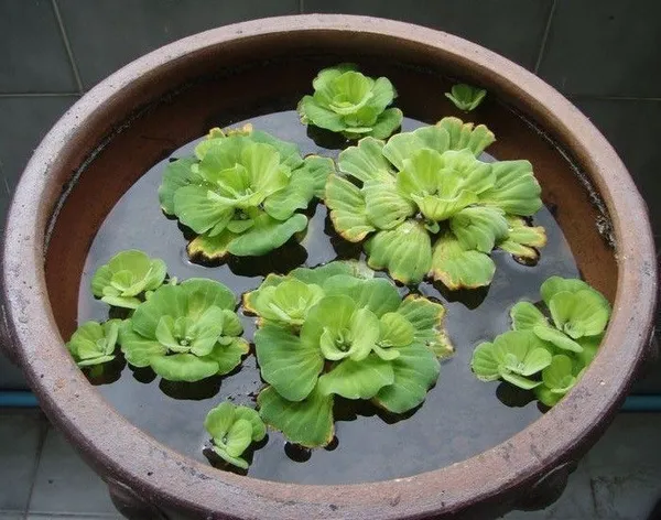 Water_Cabbage_Plant_(Hybrid,_Pack_of_1)