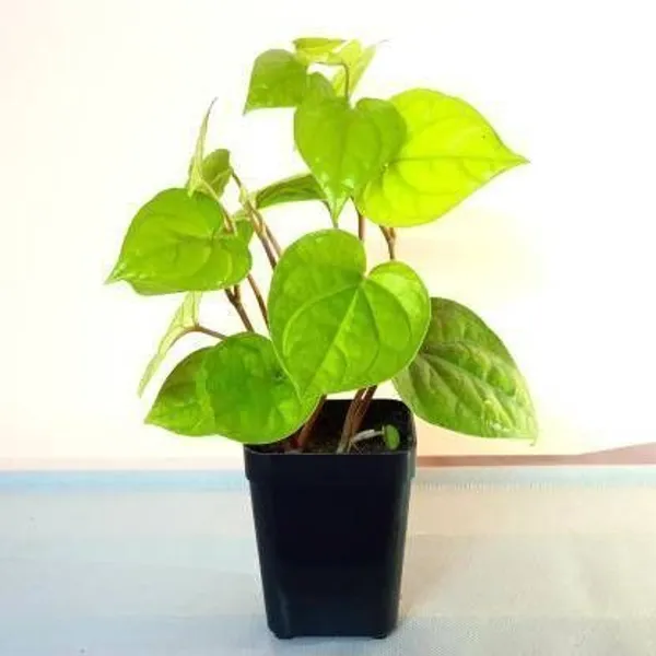 Betel_Leaf_Plant_(Hybrid,_Pack_of_1)