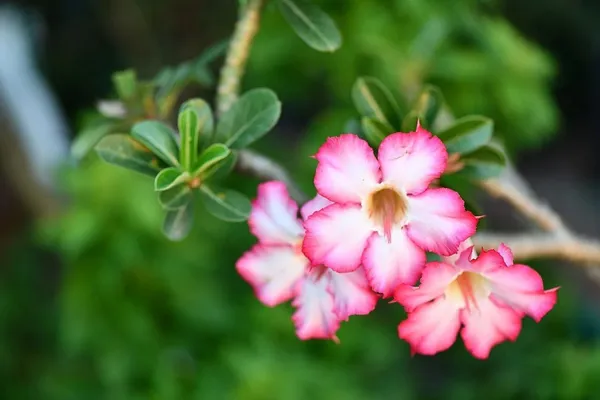 Adenium_Plant_(Hybrid,_Pack_of_1)