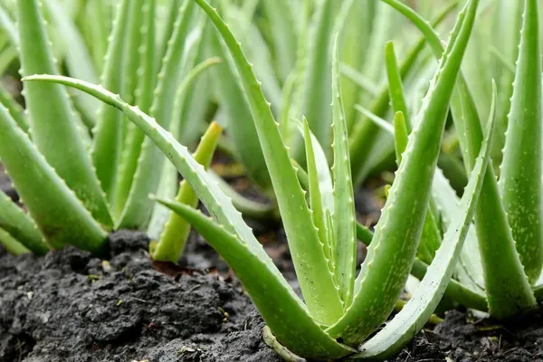 Aloe_Vera_Plant_(Hybrid,_Pack_of_1)