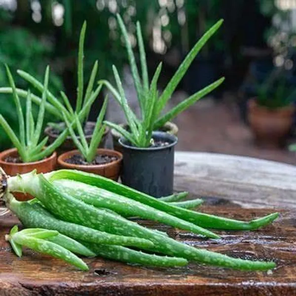 Aloe_Vera_Plant_(Hybrid,_Pack_of_1)