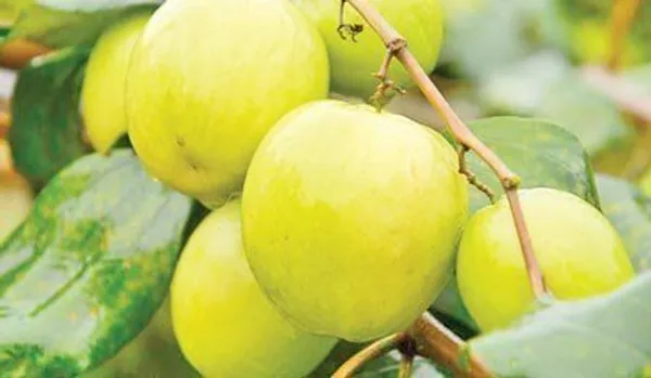 Ber_Apple_Plant_(Hybrid,_Pack_of_1)