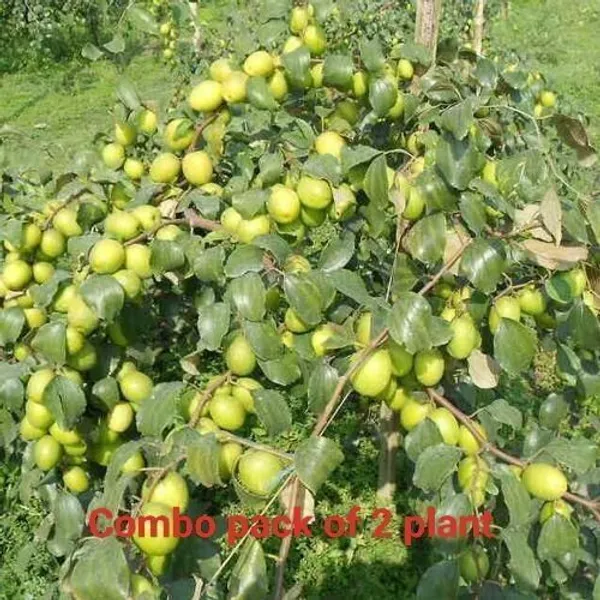 Karonda_Plant_(Hybrid,_Pack_of_1)