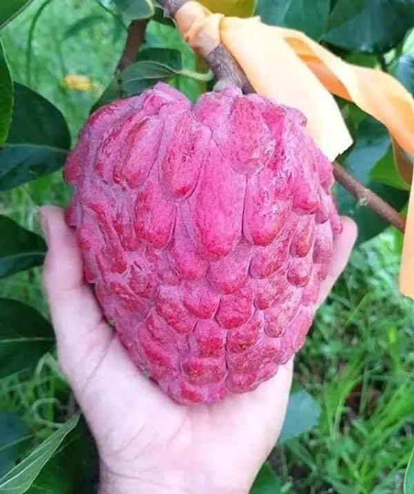Custard_Apple_Plant_(Hybrid,_Pack_of_1)