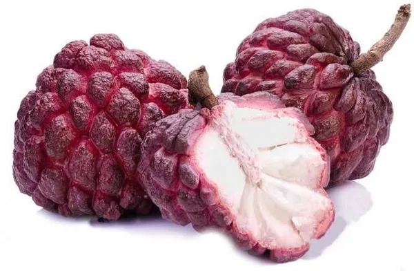 Custard_Apple_Plant_(Hybrid,_Pack_of_1)