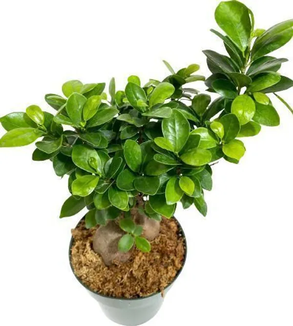 Ficus_Plant_(Hybrid,_Pack_of_1)