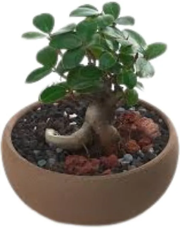 Ficus_Plant_(Hybrid,_Pack_of_1)