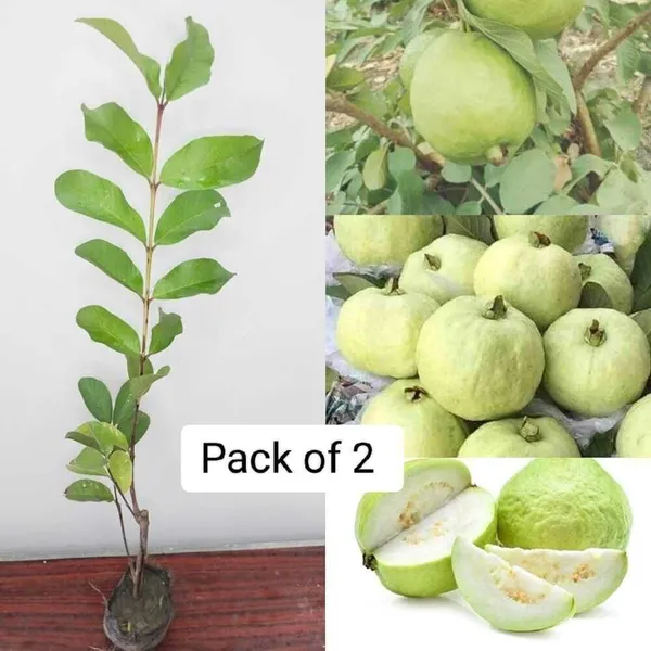 Guava_Plant_(Hybrid,_Pack_of_1)