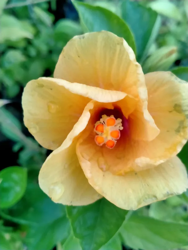 Hibiscus_Plant_(Hybrid,_Pack_of_1)