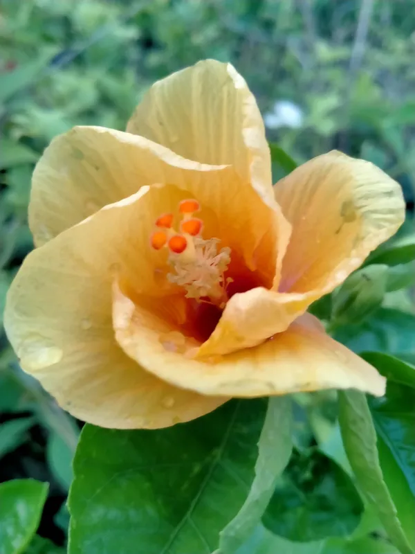 Hibiscus_Plant_(Hybrid,_Pack_of_1)