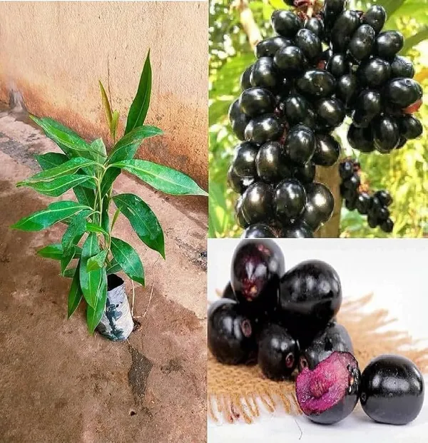 Jamun_Plant_(Hybrid,_Pack_of_1)