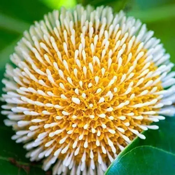Kadam_Plant_(Hybrid,_Pack_of_1)