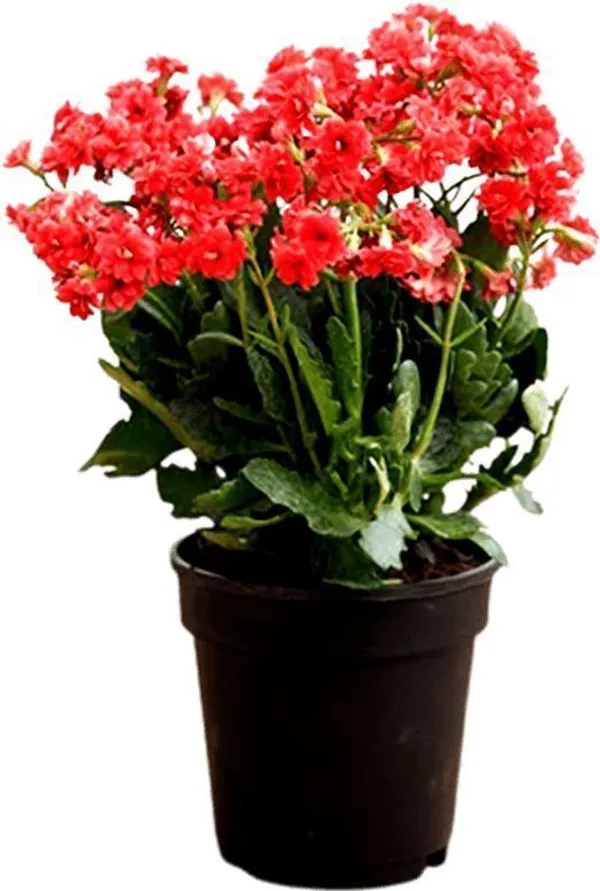 Kalanchoe_Plant_(Hybrid,_Pack_of_1)