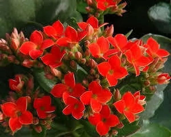 Kalanchoe_Plant_(Hybrid,_Pack_of_1)