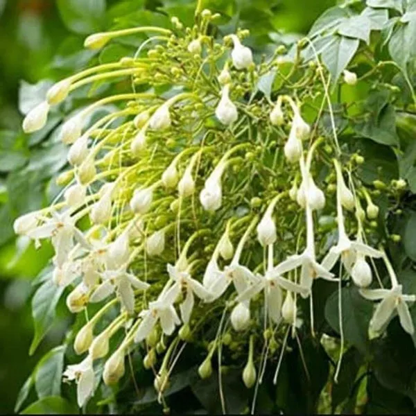 Jasmine_Plant_(Hybrid,_Pack_of_1)