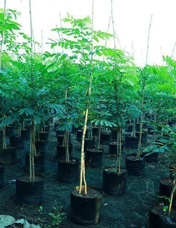 Jasmine_Plant_(Hybrid,_Pack_of_1)