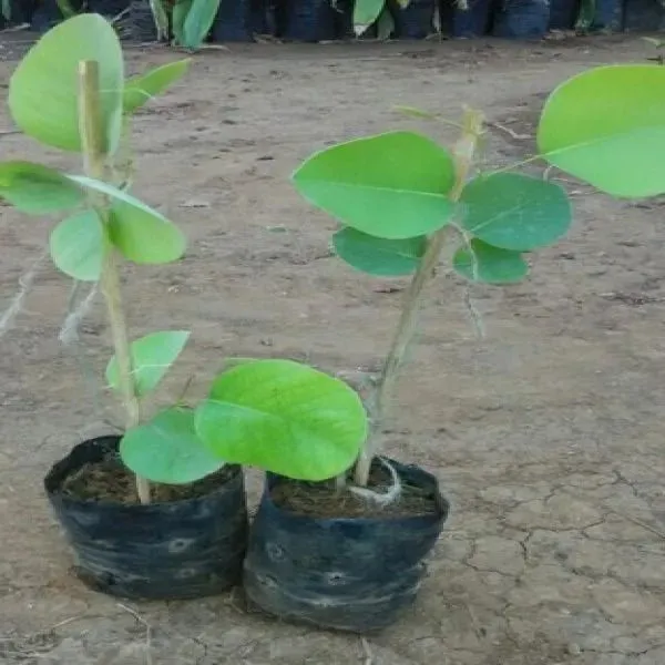 Red_Sandalwood_Plant_(Hybrid,_Pack_of_1)