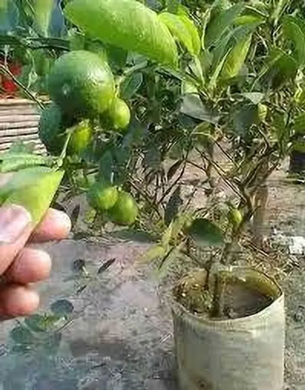 Lemon_Plant_(Hybrid,_Pack_of_1)