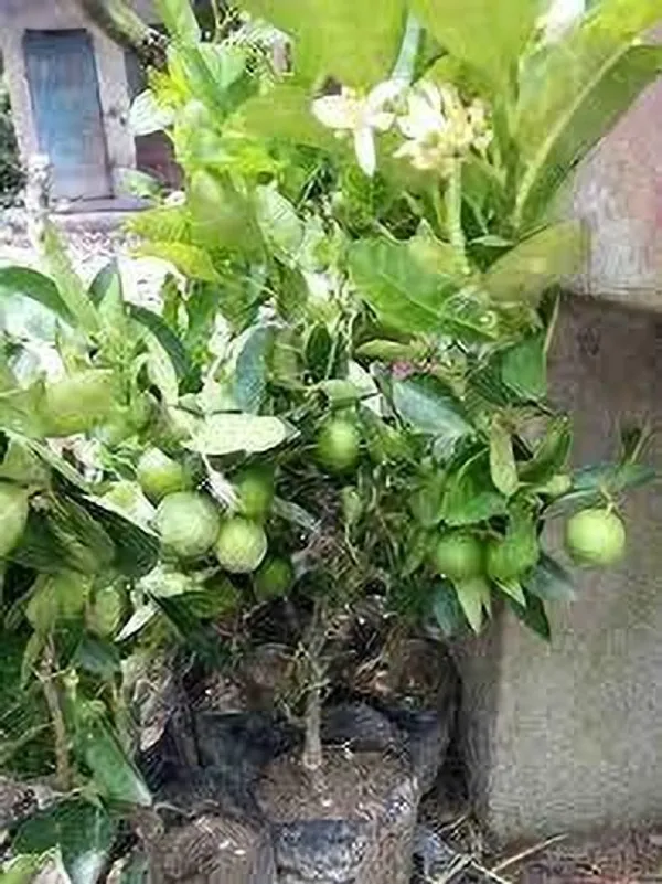 Lemon_Plant_(Hybrid,_Pack_of_1)