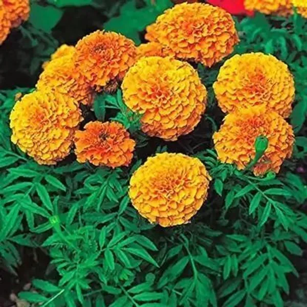 Marigold_Plant_(Hybrid,_Pack_of_1)