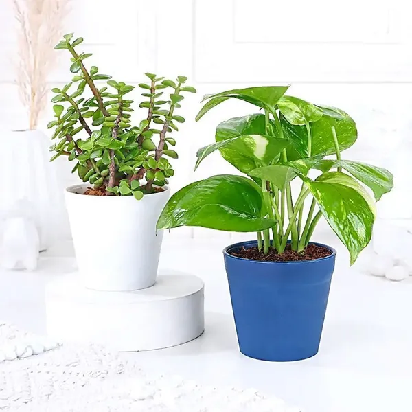 Money_Plant_(Hybrid,_Pack_of_1)