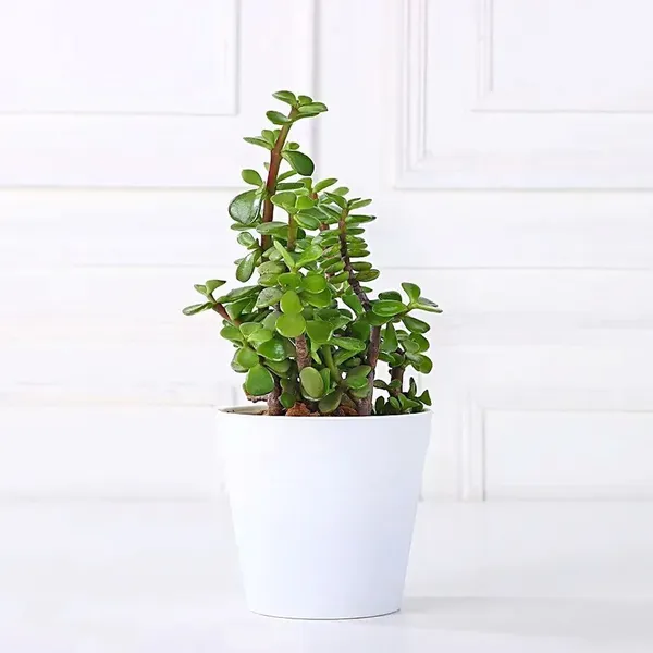 Money_Plant_(Hybrid,_Pack_of_1)