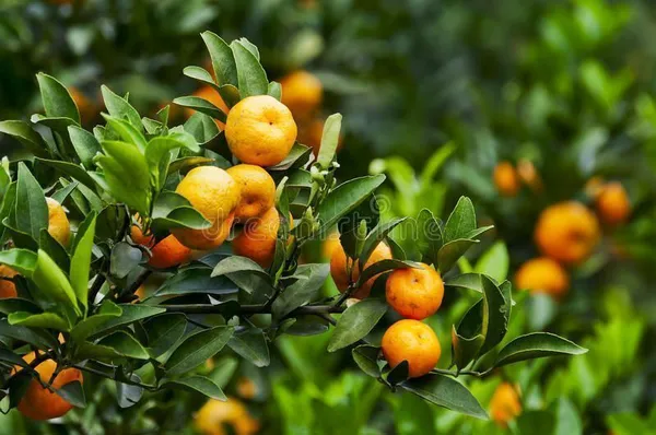 Orange_Plant_(Hybrid,_Pack_of_1)