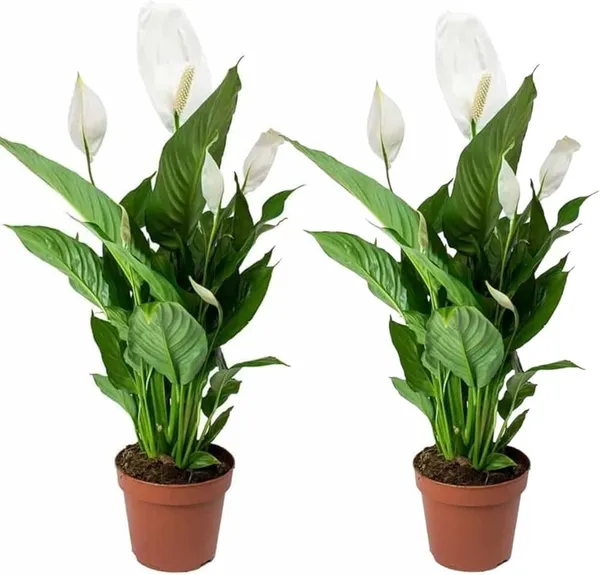 Lily_Plant_(Hybrid,_Pack_of_2)