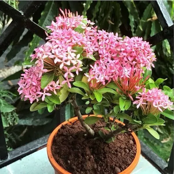 Ixora_Plant_(Hybrid,_Pack_of_1)