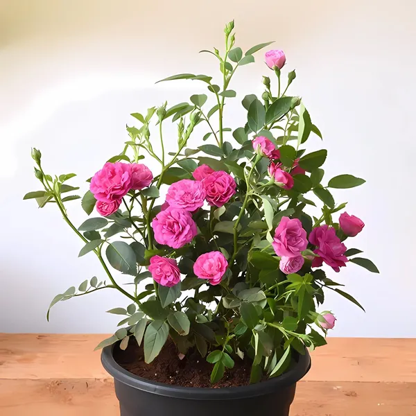 Rose_Plant_(Hybrid,_Pack_of_1)