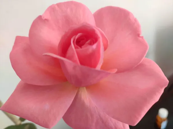 Rose_Plant_(Hybrid,_Pack_of_1)