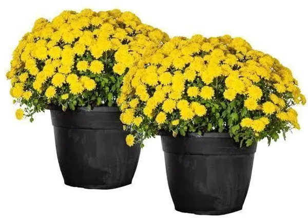 Chrysanthemums/_Guldavari_Plant_(Hybrid,_Pack_of_1)