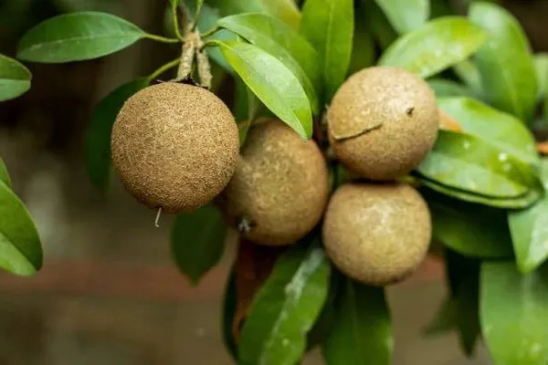 Chiku_Plant_(Hybrid,_Pack_of_1)