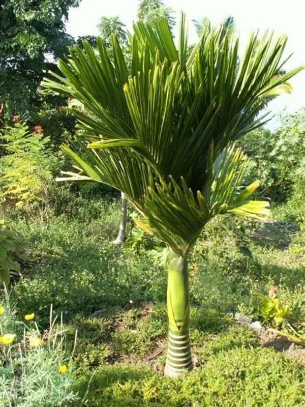 Betel_Nut/Supari_Plant_(Hybrid,_Pack_of_1)