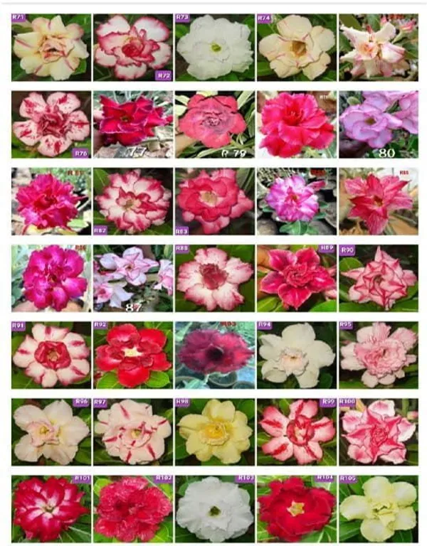 Adenium_Plant_(Hybrid,_Pack_of_3)